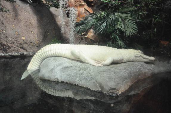 Um raríssimo crocodilo albino no Aquário de Atlanta, na Georgia - EUA